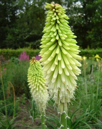 Kniphofia WHITE