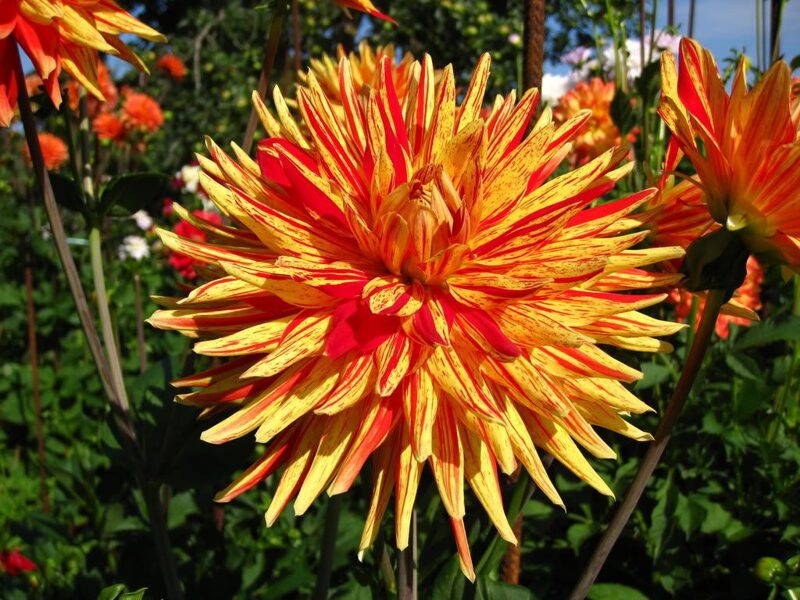 Jurginas "Striped vulcan" (Kaktusinis)