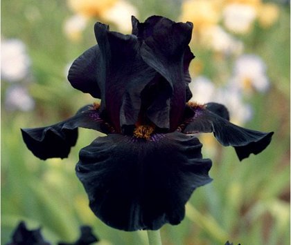 Irisas - BLACK NIGHT