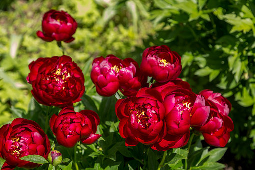 Bijūnas "Buckeye belle"