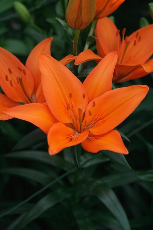 Lelija - ORANGE TON