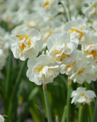 Narcizai kvepiantys - BRIDAL CROWN 3vnt