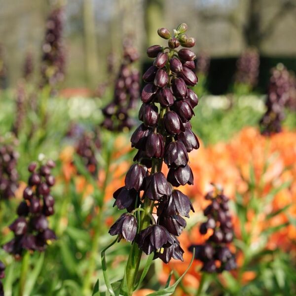 NAUJIENA! Margutė (Fritillaria) - PERSICA BLACK