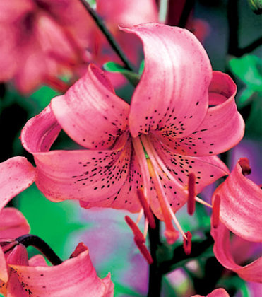 Tigrinė lelija "Pink"