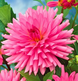 Jurginas Kaktusinis Pink