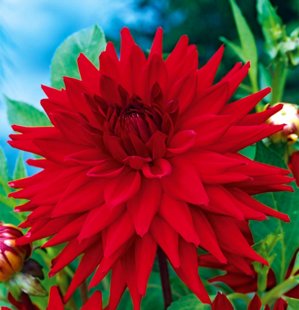 Jurginas Kaktusinis Red