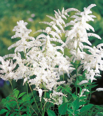 Astilbė "White"
