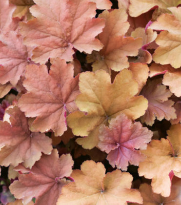 Heuchera CAPPUCCINO