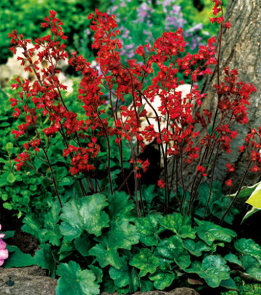 Heuchera SANGUINEA
