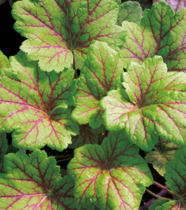 Heuchera DALE'S STRAIN