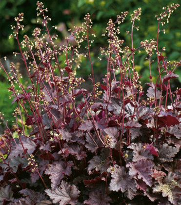 Heuchera PURPLE PALACE