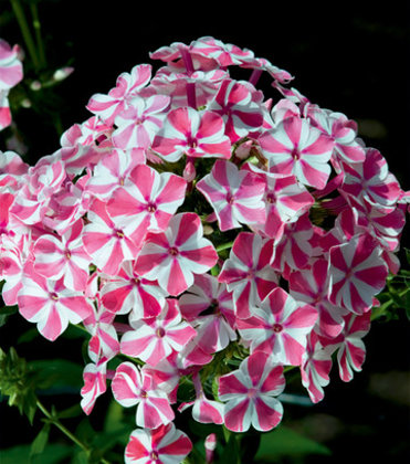 Flioksas "Peppermint Twist"