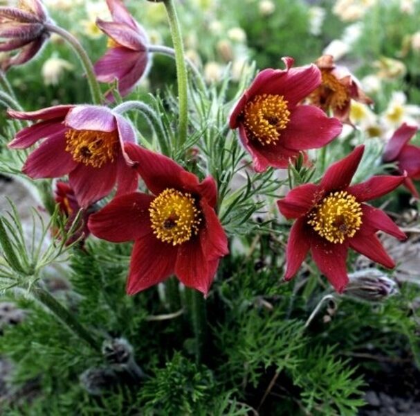Šilagėlė (Pulsatilla) - RAUDONA