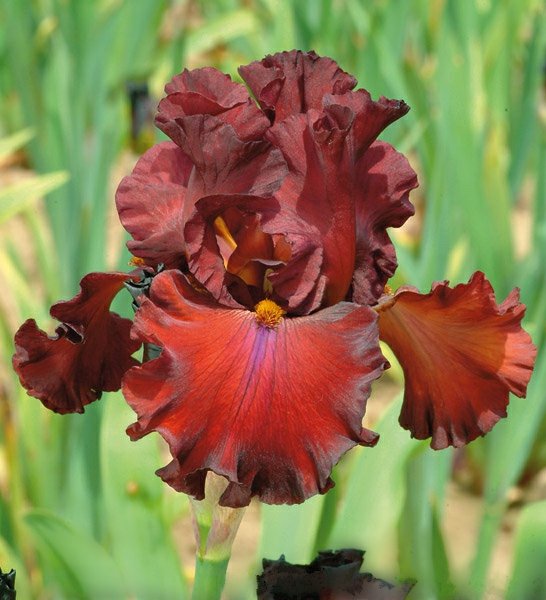 Irisas "Red Zinger"