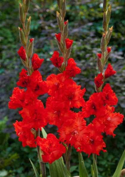 Kardeliai "Fire ruffle" 5 vnt