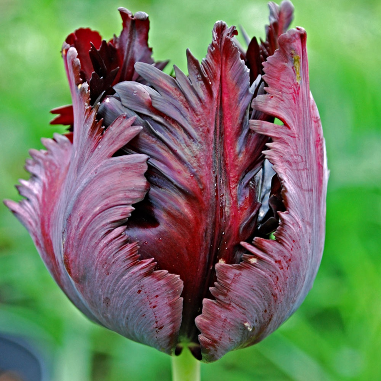 Tulpės "BLACK PARROT" 3vnt.