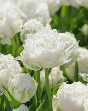Tulpės SNOW CRYSTAL