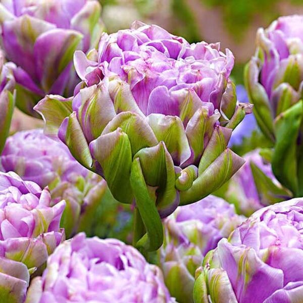 IŠPARDAVIMAS! Tulpės - VIOLET PRANA 3vnt