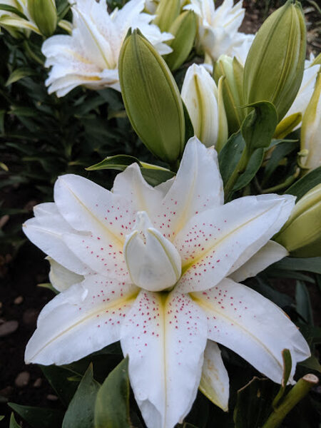 Pilnavidurė lelija - SITA