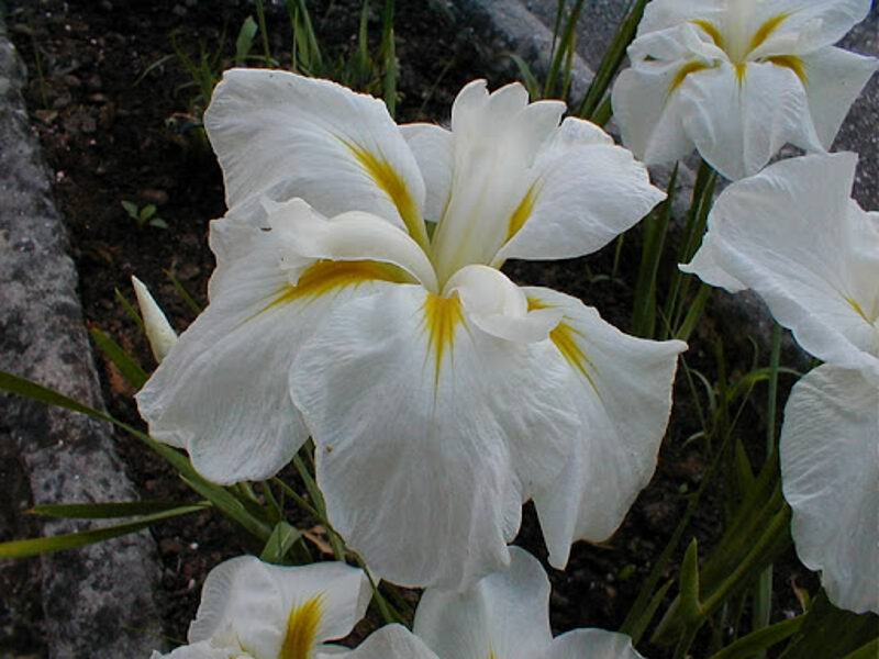 Irisas japoninis "White lady"