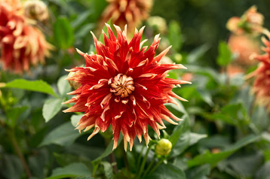 NAUJA! Jurginas - AUTUMN SUNBURST