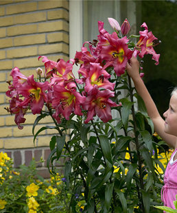 Svogūninės gėlės 2026 (PAVASARIUI)