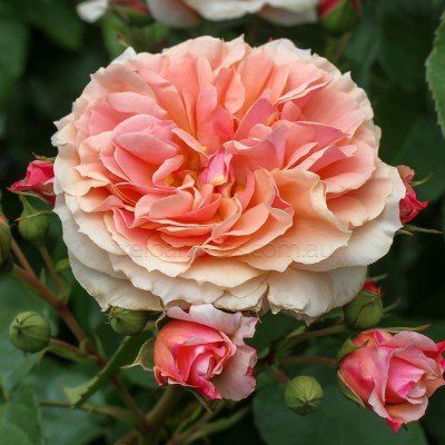Angliškoji rožė  - "CHARMING APRICOT"